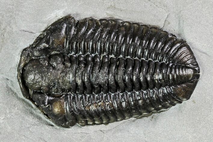 Calymene Niagarensis Trilobite - New York #99055